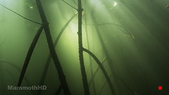 Diving: Mangroves