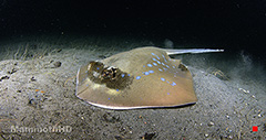 Blue-Spotted Ray