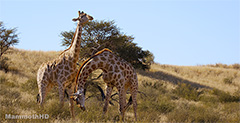 Giraffe