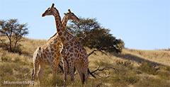 Giraffe