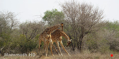 Giraffe