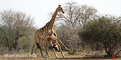 Giraffe