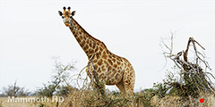 Giraffe