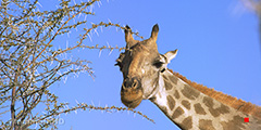 Giraffe