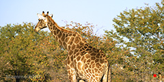 Giraffe