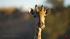 Giraffe