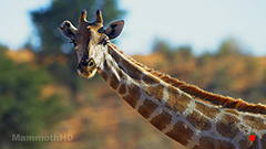 Giraffe