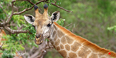 Giraffe