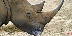 Rhino