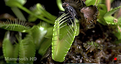 Venus Flytrap