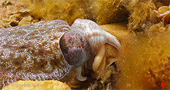 Pgymy Seahorse