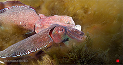 Pgymy Seahorse