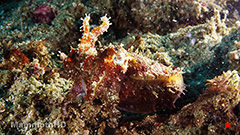 Pgymy Seahorse