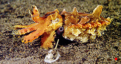 Pgymy Seahorse