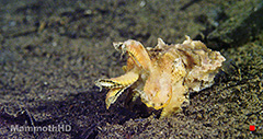 Pgymy Seahorse