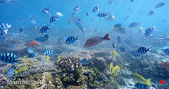 Komodo Islands - Reef