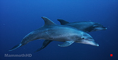 Common Pacific Bottlenose Dolphin