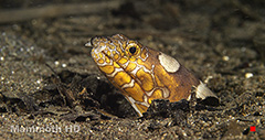Neopoleon Snake Eel