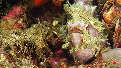 Painted Frogfish