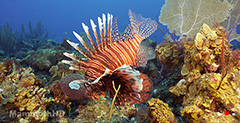 Common Lion Fish