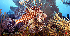 Common Lion Fish