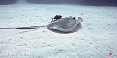 MantaRay