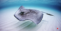 MantaRay